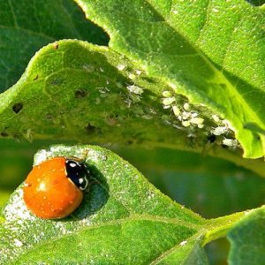 12 Amazing Talcum Powder Uses in the Garden | Balcony Garden Web