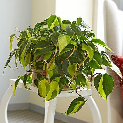How to Make Philodendron Plants Bigger & Bushier