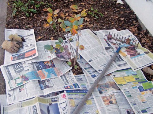 Unbelievable Things You Can Do With Newspapers in Garden 5