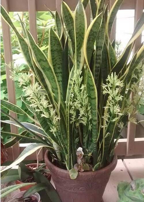 How to Get a Snake Plant to Bloom