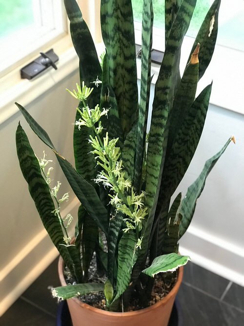 How to Get a Snake Plant to Bloom 2