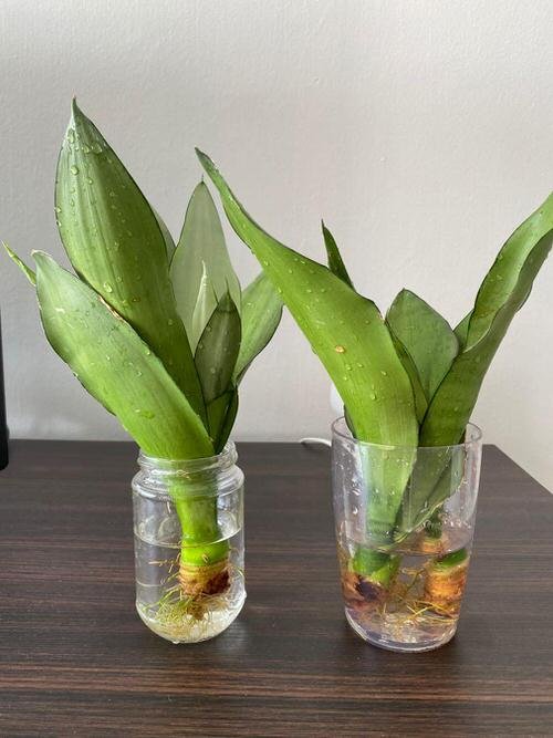 How to Grow Snake Plant in Water 2