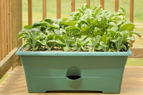 How to Grow a Vitamin C Vegetable Garden in Containers