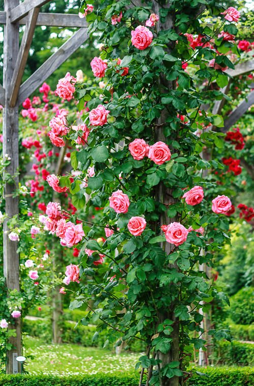 How to Grow Roses Vertically