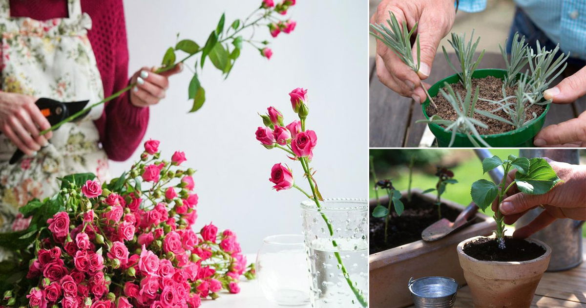 10 Beautiful Cut Flower Plants You Can Regrow from a Bouquet