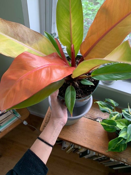 A Beginner's Trick on Keeping New Indoor Plants Alive and Happy 2