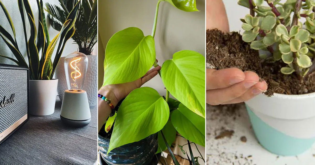 13 Bizarre Houseplant Tricks Worth Noting | Balcony Garden Web