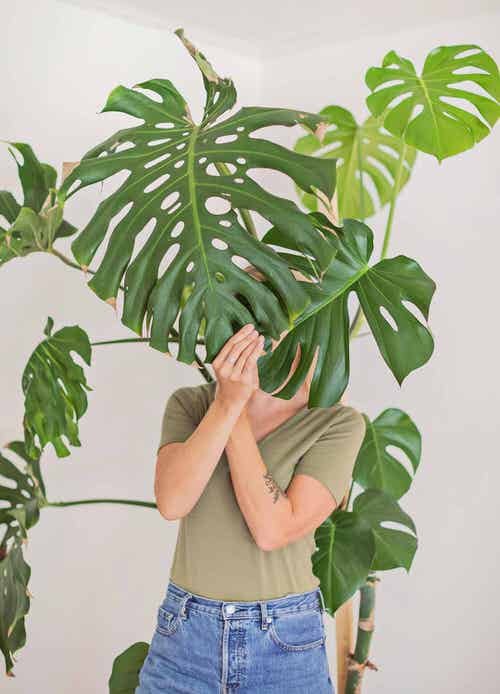 Plants' Leaʋes that are Bigger Than Your Head 16