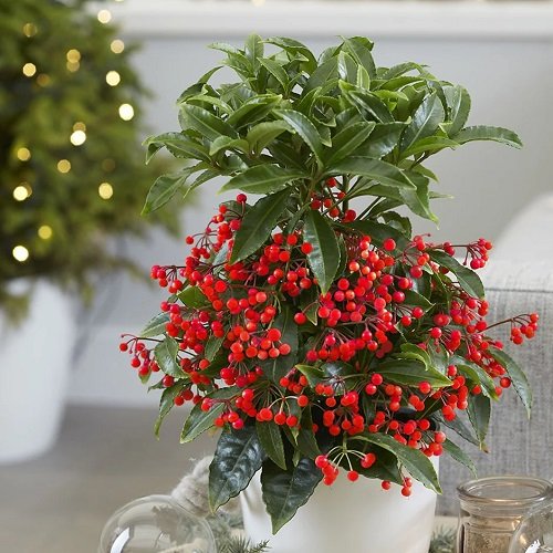 Plants that Have Christmas in Their Names 5