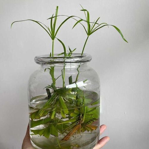 Plants You Can Grow in Your Indoor Water Garden 8