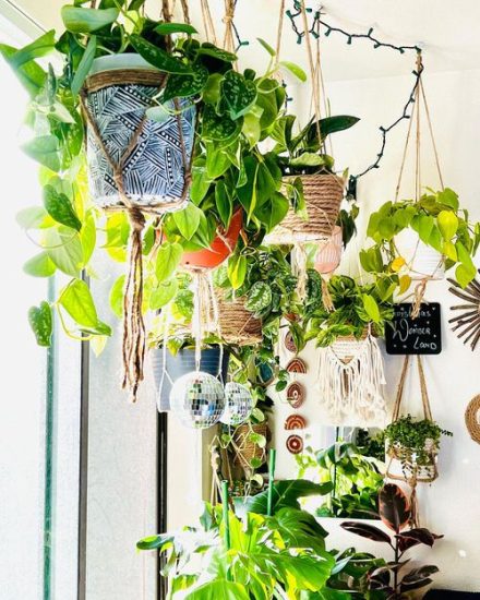 19 Indoor Plants Trailing from the Wall Ideas | Balcony Garden Web