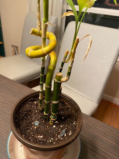 Lucky Bamboo Tips Turning Yellow 2