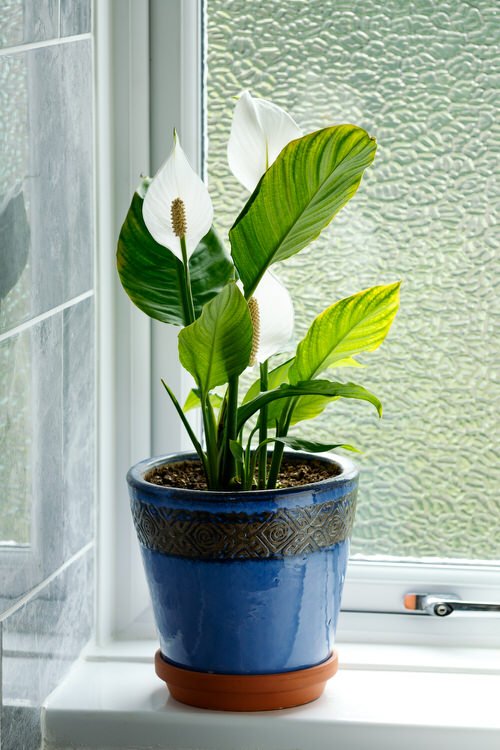 Best Types of Indoor Plants 02