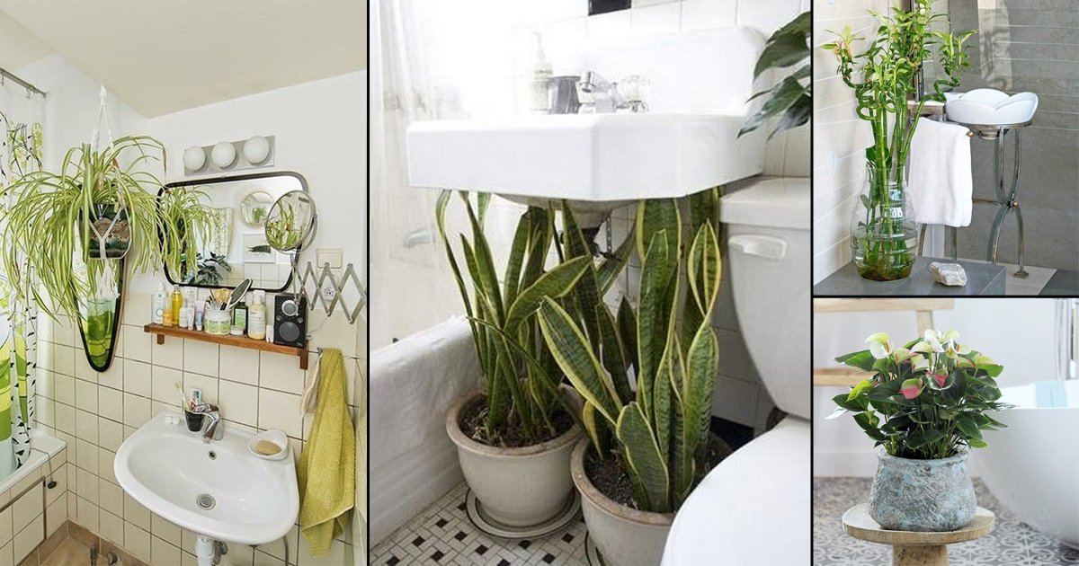 28 Alluring Plants You Can Keep In Bathroom2 
