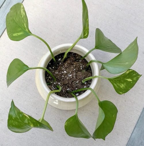 Growing Pothos from Cuttings 2