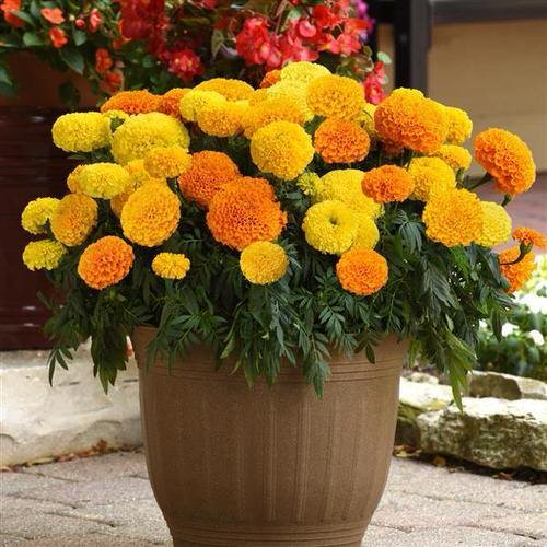How to Grow Marigolds from Petals 2