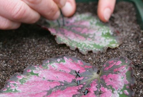How to Propagate Rex Begonias From Leaf Cuttings 3