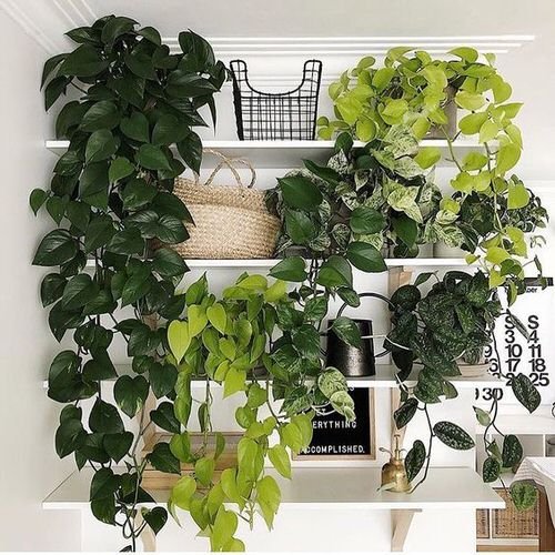 Indoor Plants Trailing from the Wall Ideas 9