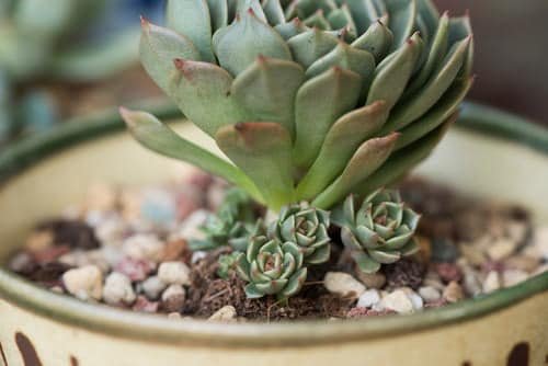 Tips to Force Succulents to Grow More Pups 2