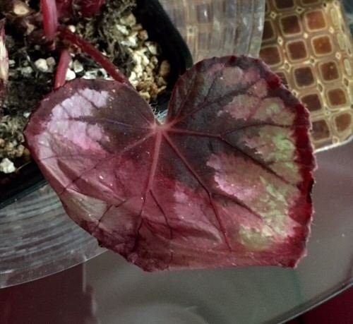 How to Propagate Rex Begonias From Leaf Cuttings 2