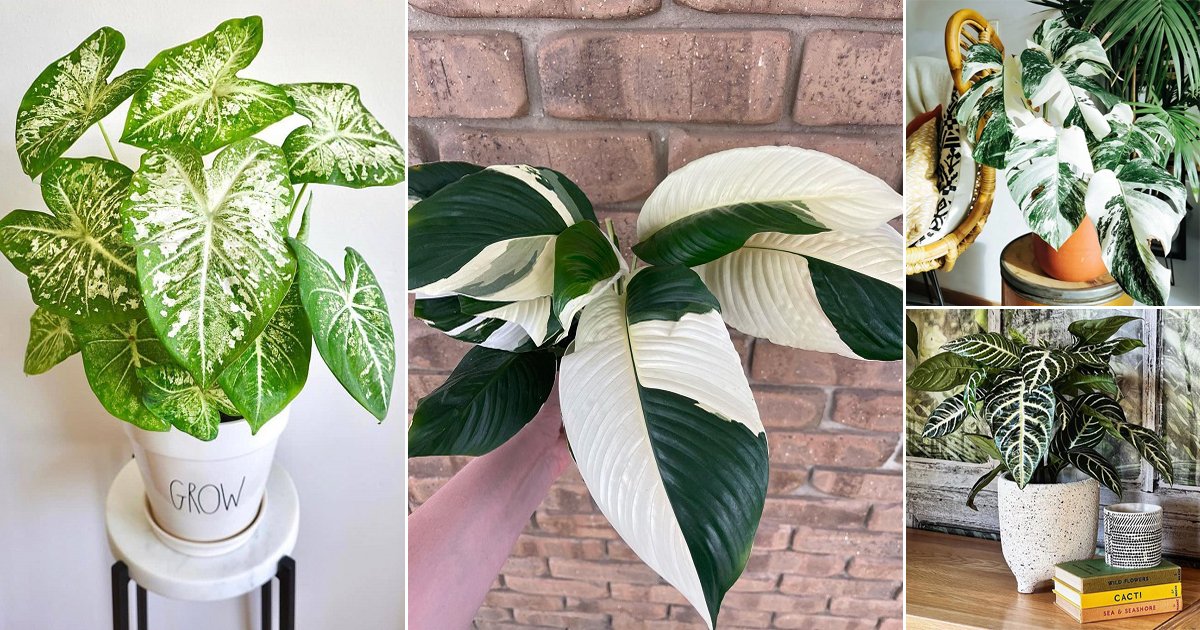 35 Stunning Indoor Plants with Green and White Leaves