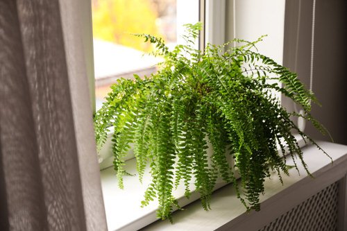 Best Types of Indoor Plants 04