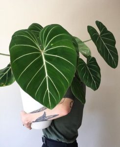 13 Stylish Houseplants with Big Leaves | Balcony Garden Web