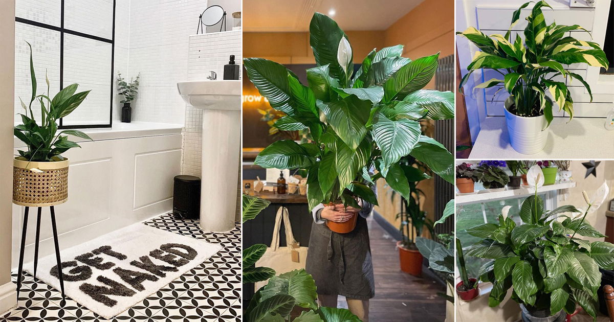 41 Pretty Peace Lily Pictures from Instagram | Balcony Garden Web