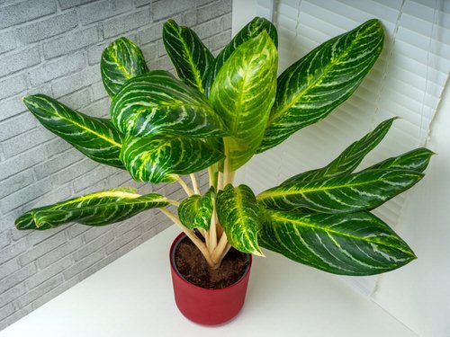Best Types of Indoor Plants 08