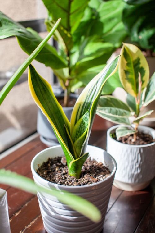 Common Snake Plant Problems and How to Fix Them 5