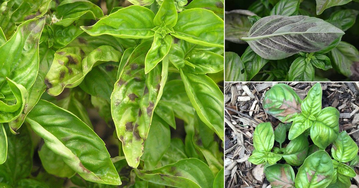 Why Basil Stems Turning Brown: Causes and Solutions