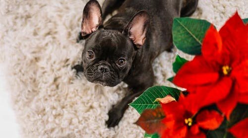 Are Poinsettias Poisonous to Cats and Dogs 2