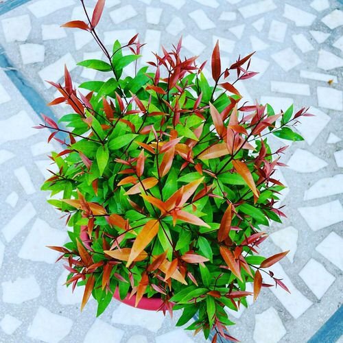 Plants with Colorful New Growth 8