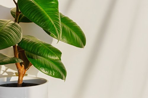 DIY Leaf Shiner Recipes for Lush & Glossy Houseplants