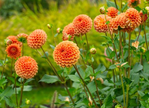 25 Best Perennials With Orange Flowers