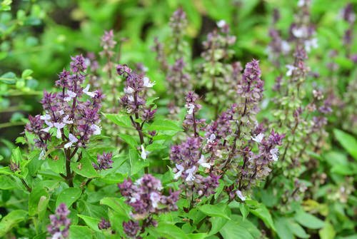 7 Best Flowering Basil Plants | What to Do With Basil Flowers 8
