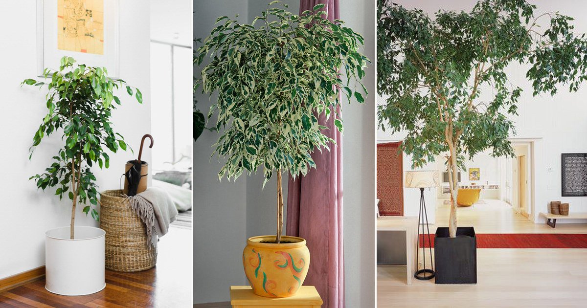 How to Grow Ficus Benjamina Indoors | Growing Weeping Fig
