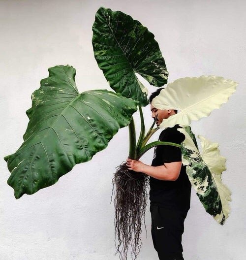 Plants' Leaʋes that are Bigger Than Your Head 8