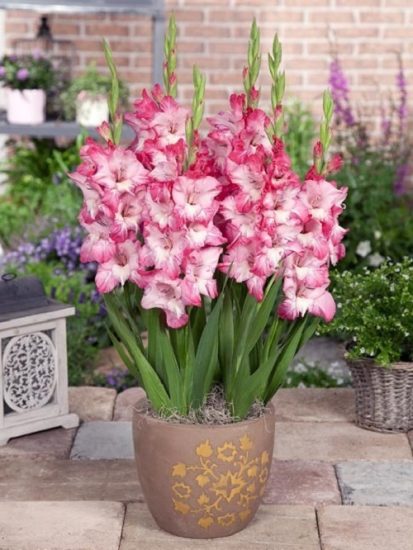 Gladiolas Plant Information 