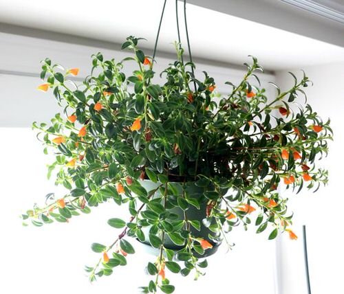 Goldfish Plant Care Indoors 4