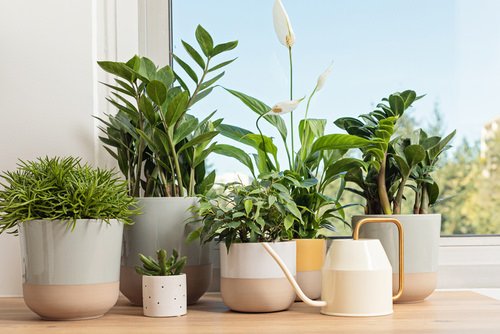 Do These Things Before Planting Any Houseplants