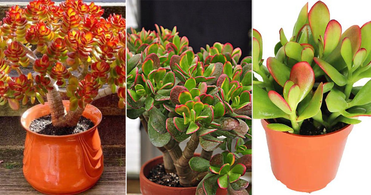 How to Get Red Tips on Your Jade Plant | Colorful Crassula Ovata