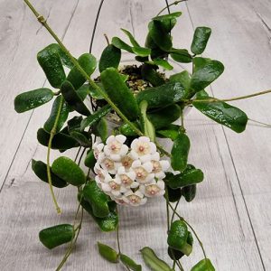 33 Most Popular Hoyas | Stunning Types and Species of Hoya