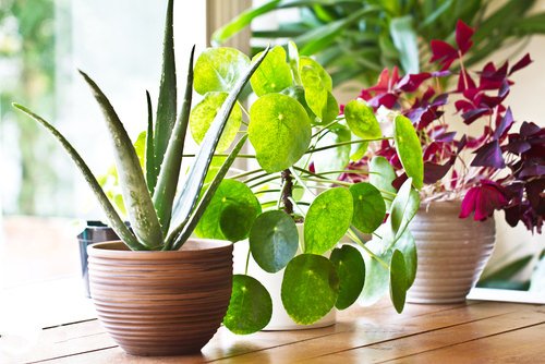 Beginner's Trick on Keeping New Indoor Plants Alive and Happy