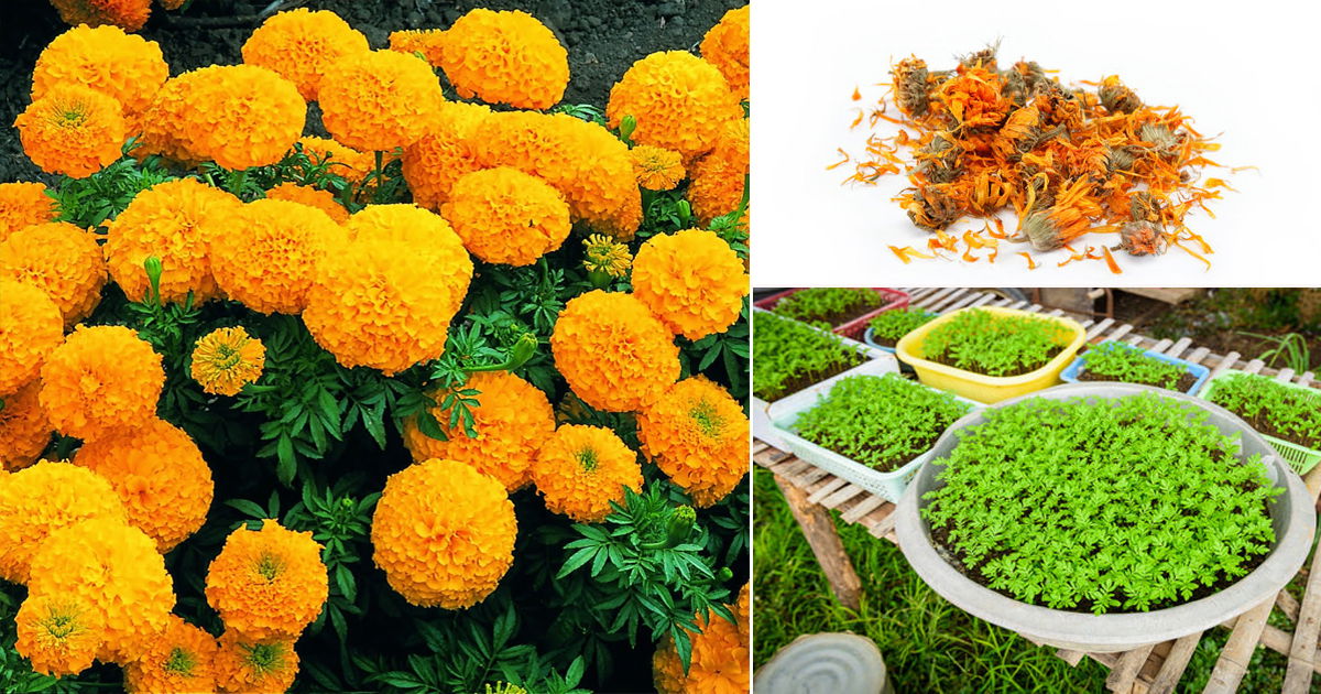 Grow Unlimited Marigold Plants from Just Petals | Easy Marigold Propagation