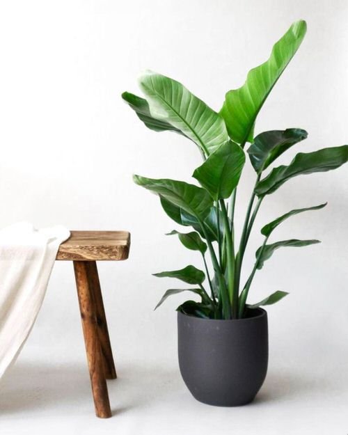 Best Indoor Plants for the Year 2022 2