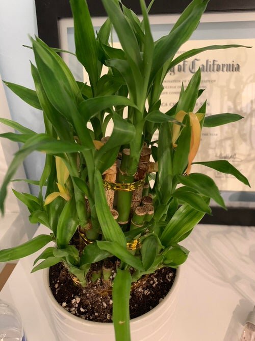 Lucky Bamboo Tips Turning Yellow