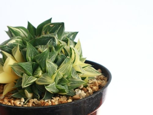 Tips to Force Succulents to Grow More Pups