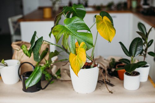 Houseplants Leaves Getting Yellow