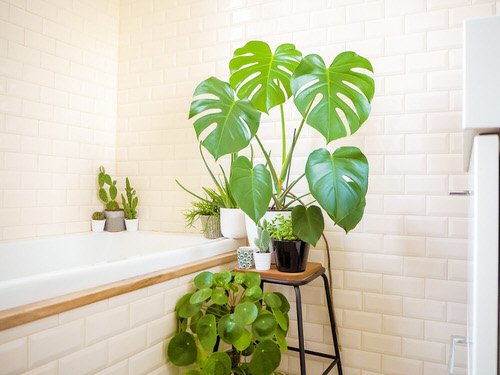 Tropical Plants You Can Grow in the Bathroom 4